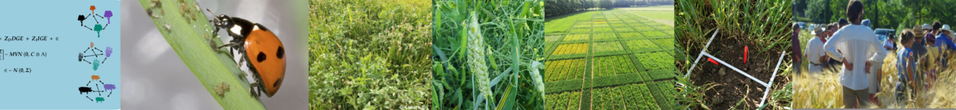  Mixing crops, varieties, disciplines and know-hows for agroecology>